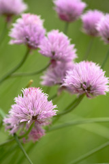 Macro of Chive Flowers