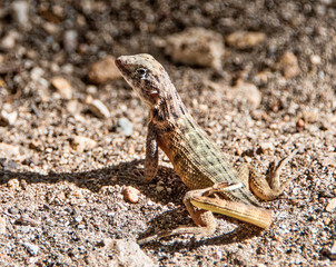 A shot of a Curlytail Lizard on sand in Cuba