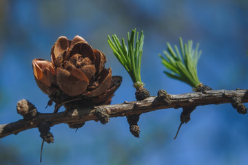 Larch branch with young shoots on a blurry spring background.