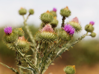Cotton thistle or Scotch thistle, Onopordum acanthium 