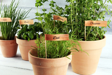 Homegrown and aromatic herbs in old clay pots. Set of culinary herbs. Green growing basil, parsley and oregano with labels