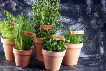 Homegrown and aromatic herbs in old clay pots. Set of culinary herbs. Green growing basil, parsley...