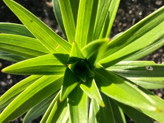 Obraz premium green symmetrical plant with focus on center