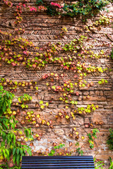 colourful autumn creeper leaves along an interesting brick wall