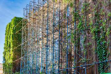 An abandoned scaffolding wall overrun by ivy in Havana Cuba