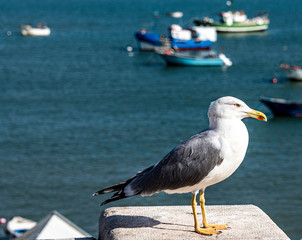 A lonesome seagull standing on a pier with boats in the background in Portugal