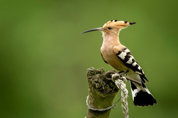 Eurasian hoopoe bird close up ( Upupa epops ) © Piotr Krzeslak