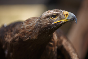 Portrait of brown head golden eagle (Aquila chrysaetos), close up of wild bird