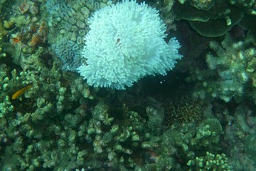 fond marin, corail blanc 