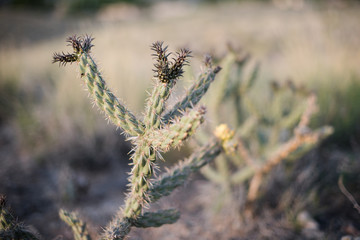 Naklejka premium A cactus in New Mexico. 