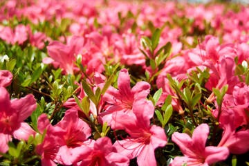 サツキのアップ・花・花畑