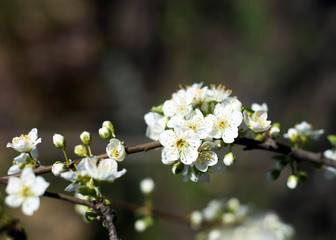 apple tree blossom
