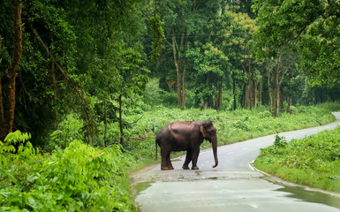 Naklejka na ściany i meble Elephant Road Crossing in thick Forest