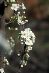 Fruit tree blossom