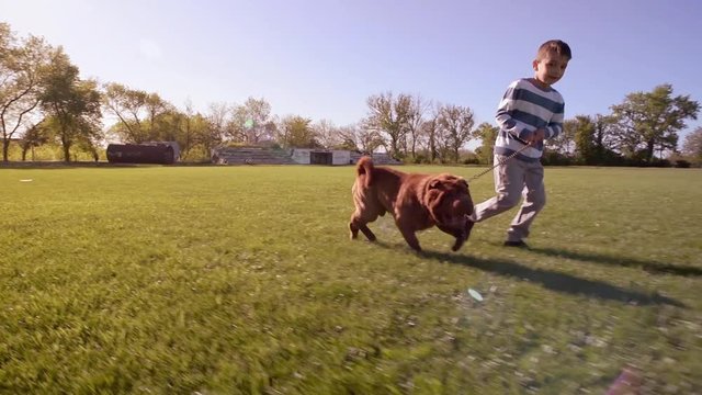the boy runs across the lawn and played with the dog breed Shar Pei