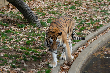 Tiger in a zoo walking along the edge of a lake