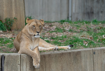 Lioness sitting at the edge of a concrete wall in a zoo