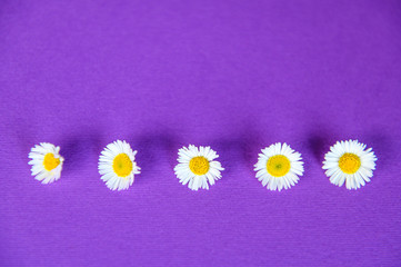 Obraz premium Daisies on a purple background. Selective focus.