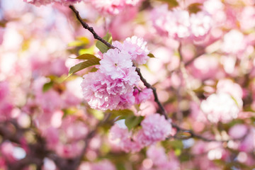 Obraz na płótnie Canvas pink cherry blossom