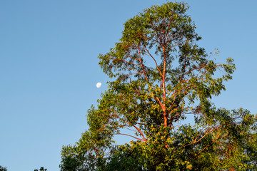 Árvore  do Cerrado. Fundo com céu azul e lua cheia no dia