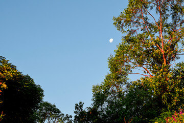Árvore de Cerrado, fundo de céu azul com Lua de dia