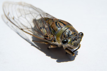 Giant cicada (Quesada gigas). Macro photography of a cicada on a white background where you can see details of his body