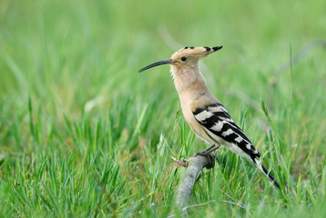 Eurasian hoopoe bird close up ( Upupa epops )