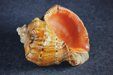 Seashell Comb Venus a dark background. Seashell Crest.