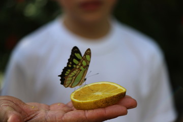 butterfly hovering on top of an orange being held by a man in a white shirt 