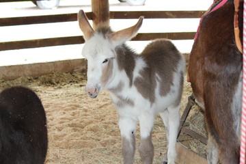 White pony in a farm surrounded by other horses and a fence