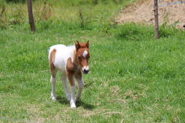 Animal in farm with photo direct to the face