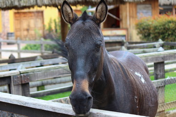 Brown donkey in a farm surrounded by a fence
