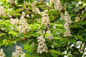 White candle chestnut blossom near old house