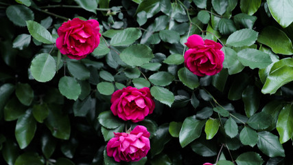 pink roses in garden