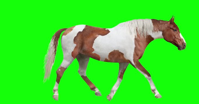 Animated brown and white pinto horse with loopable gait cycles, isolated on green background. Includes stand,  walk, trot, canter, and run.