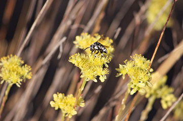 Black bee with white spots of the type thyreus ramosus on some yellow flowers