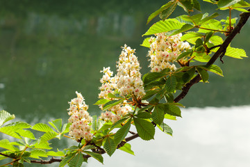White candle chestnut blossom near old house