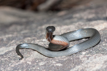 Eastern Small-eyed Snake flickering tongue