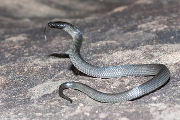Eastern Small-eyed Snake flickering tongue