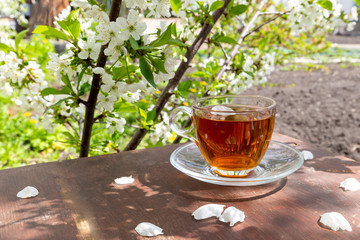 Enjoying tea among blooming garden of cherry flowers