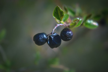 Three black berries on a branch on a blurred natural background close-up.