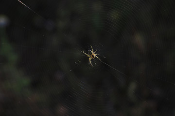 spider on web