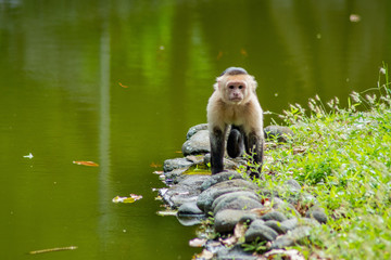 White faced Capuchin Monkey (cebus capucinus) next to a green water lagoon.