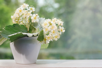 Fototapeta na wymiar The white blossoms of the mountain ash close up. White flowers in a small white vase on a blurred green background for design on the theme of spring, spring wedding, decor. Copy space.