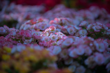 Beautiful flowers of many colors