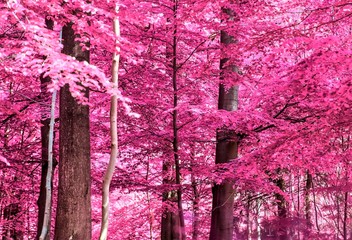 Magical view into an infrared forest shout with purple and pink leaves