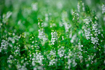 Beautiful flowers of many colors
