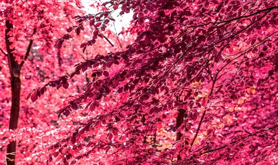 Magical view into an infrared forest shout with purple and pink leaves