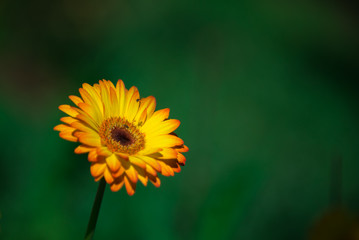 Beautiful flowers of many colors