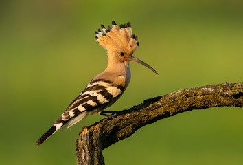 Eurasian hoopoe bird close up ( Upupa epops )